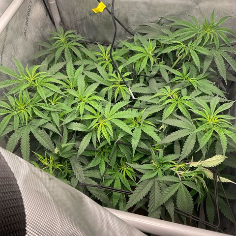 Kush Cake #10 x Grandpas Cookies #6 growlog timeline photo