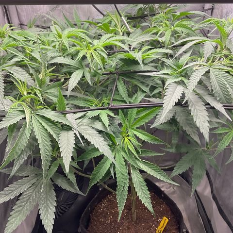 Kush Cake #10 x Grandpas Cookies #6 growlog timeline photo
