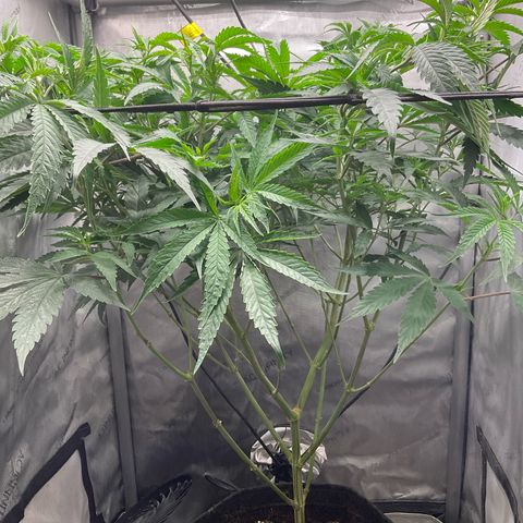 Kush Cake #10 x Grandpas Cookies #6 growlog timeline photo