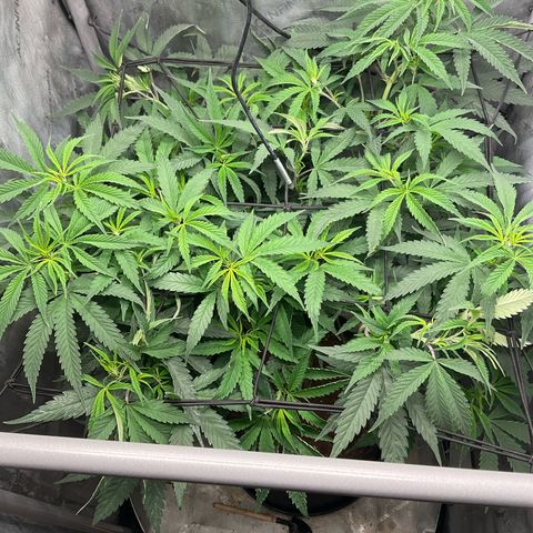 Kush Cake #10 x Grandpas Cookies #6 growlog timeline photo