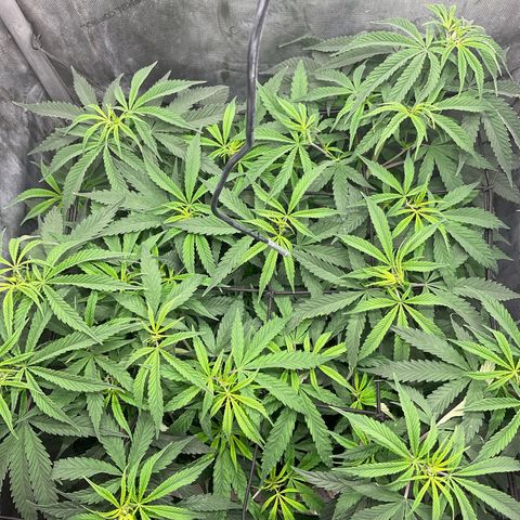 Kush Cake #10 x Grandpas Cookies #6 growlog timeline photo