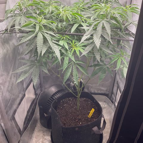 Kush Cake #10 x Grandpas Cookies #6 growlog timeline photo