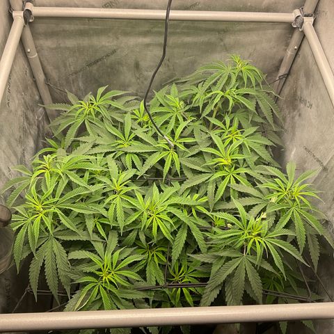 Kush Cake #10 x Grandpas Cookies #6 growlog timeline photo