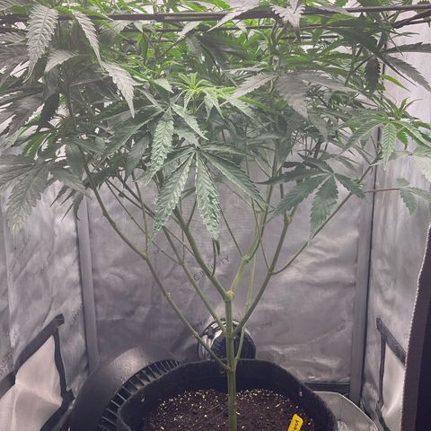 Kush Cake #10 x Grandpas Cookies #6 growlog timeline photo