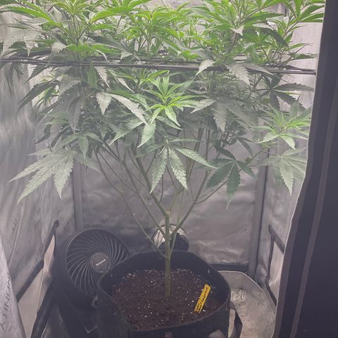 Kush Cake #10 x Grandpas Cookies #6 growlog timeline photo