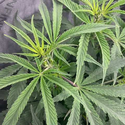Kush Cake #10 x Grandpas Cookies #6 growlog timeline photo