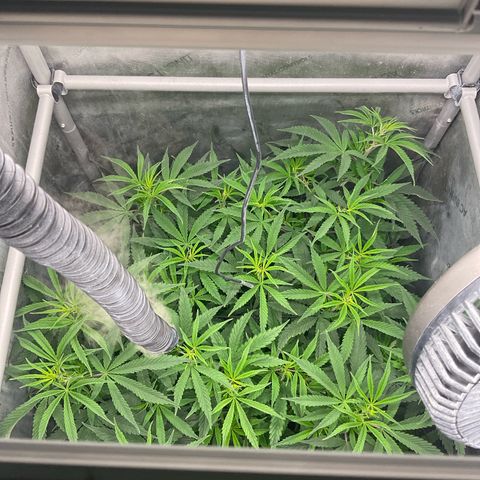 Kush Cake #10 x Grandpas Cookies #6 growlog timeline photo