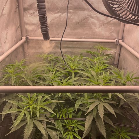 Kush Cake #10 x Grandpas Cookies #6 growlog timeline photo
