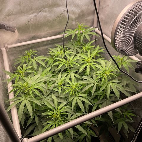 Kush Cake #10 x Grandpas Cookies #6 growlog timeline photo