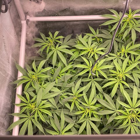 Kush Cake #10 x Grandpas Cookies #6 growlog timeline photo