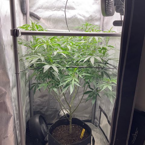 Kush Cake #10 x Grandpas Cookies #6 growlog timeline photo