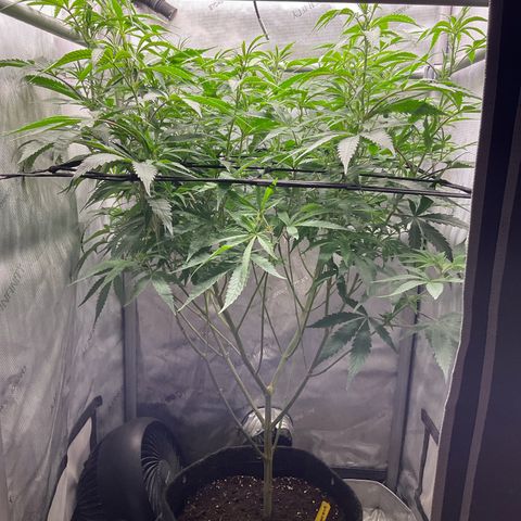 Kush Cake #10 x Grandpas Cookies #6 growlog timeline photo