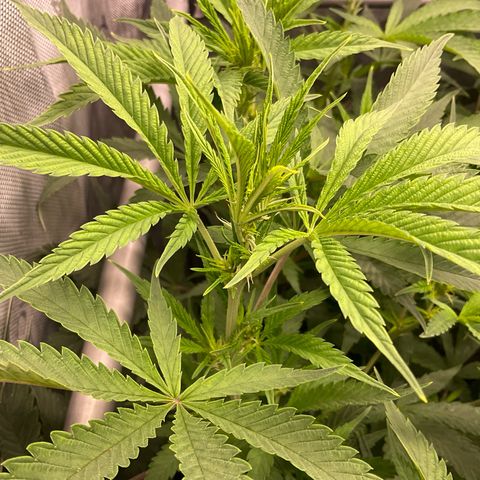 Kush Cake #10 x Grandpas Cookies #6 growlog timeline photo