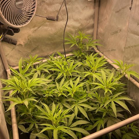Kush Cake #10 x Grandpas Cookies #6 growlog timeline photo