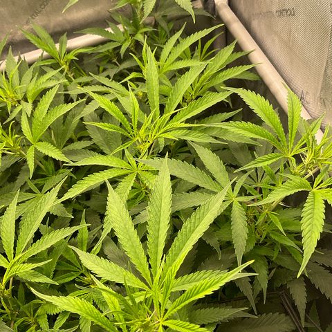 Kush Cake #10 x Grandpas Cookies #6 growlog timeline photo