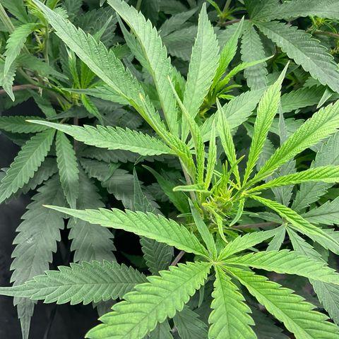 Kush Cake #10 x Grandpas Cookies #6 growlog timeline photo