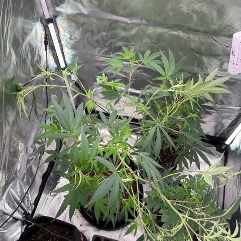 Tokyo Sunset growlog timeline photo
