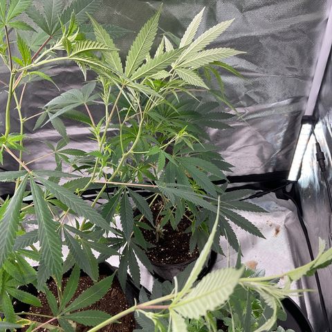Tokyo Sunset growlog timeline photo