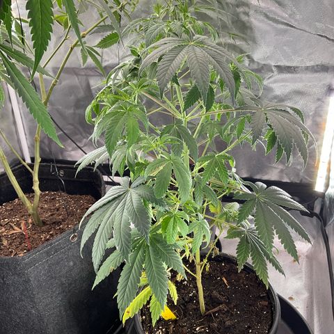Tokyo Sunset growlog timeline photo