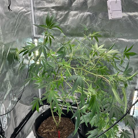 Tokyo Sunset growlog timeline photo