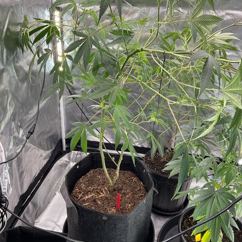 Tokyo Sunset growlog timeline photo
