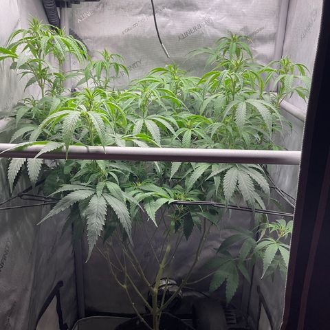 Kush Cake #10 x Grandpas Cookies #6 growlog timeline photo