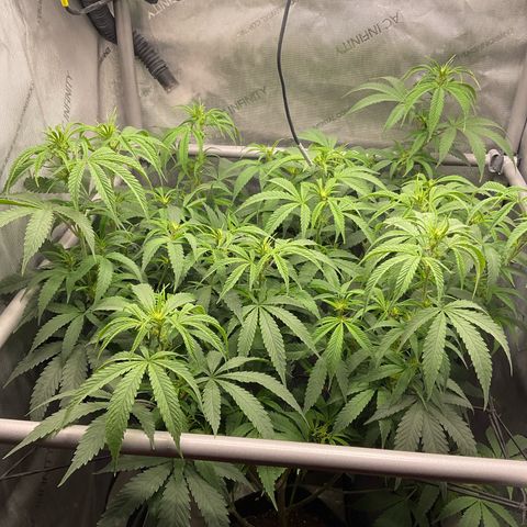 Kush Cake #10 x Grandpas Cookies #6 growlog timeline photo