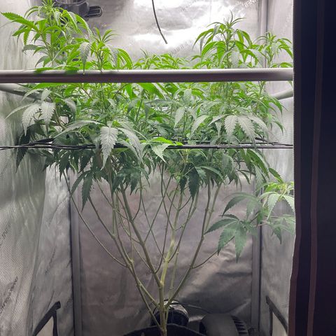 Kush Cake #10 x Grandpas Cookies #6 growlog timeline photo