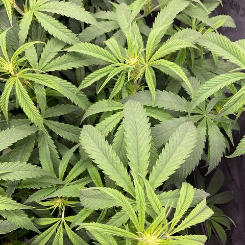 Kush Cake #10 x Grandpas Cookies #6 growlog timeline photo
