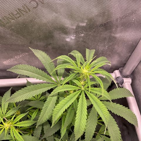 Kush Cake #10 x Grandpas Cookies #6 growlog timeline photo