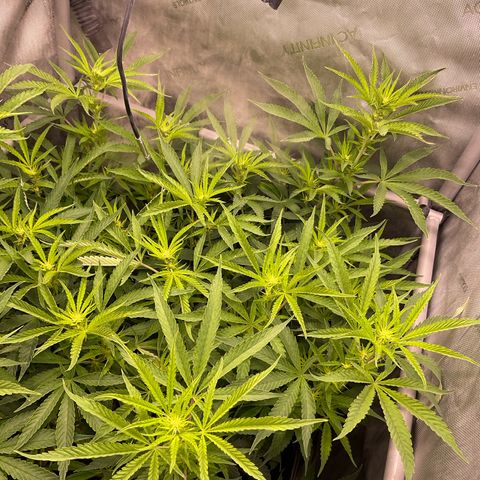 Kush Cake #10 x Grandpas Cookies #6 growlog timeline photo