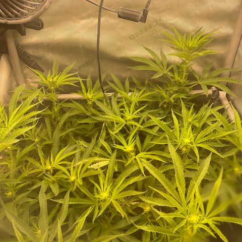 Kush Cake #10 x Grandpas Cookies #6 growlog timeline photo