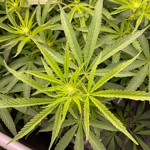 Kush Cake #10 x Grandpas Cookies #6 growlog timeline photo