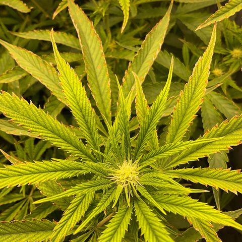 Kush Cake #10 x Grandpas Cookies #6 growlog timeline photo
