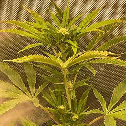 Kush Cake #10 x Grandpas Cookies #6 growlog timeline photo