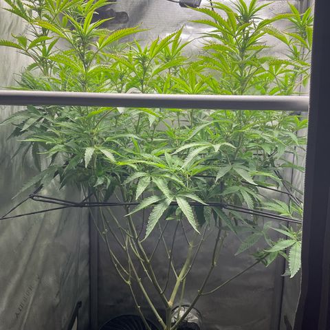 Kush Cake #10 x Grandpas Cookies #6 growlog timeline photo
