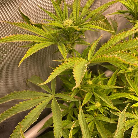 Kush Cake #10 x Grandpas Cookies #6 growlog timeline photo
