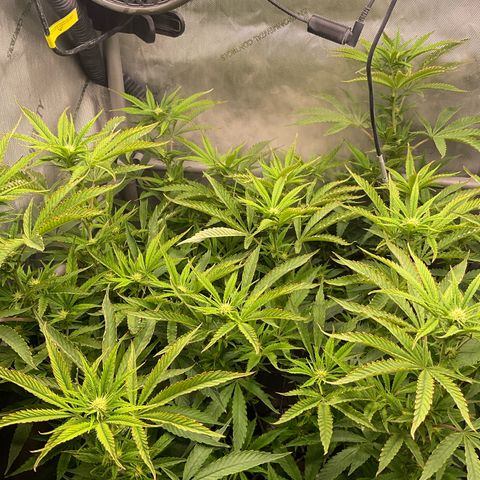 Kush Cake #10 x Grandpas Cookies #6 growlog timeline photo