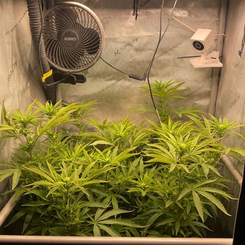 Kush Cake #10 x Grandpas Cookies #6 growlog timeline photo