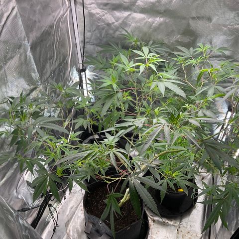 Tokyo Sunset growlog timeline photo