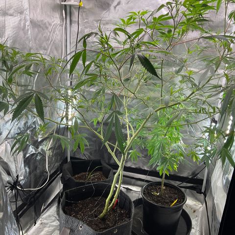 Tokyo Sunset growlog timeline photo