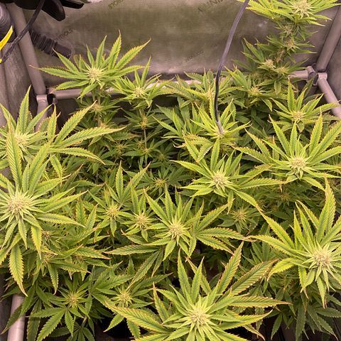 Kush Cake #10 x Grandpas Cookies #6 growlog timeline photo