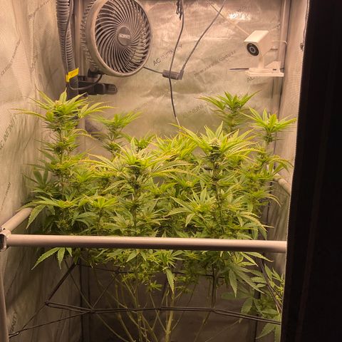Kush Cake #10 x Grandpas Cookies #6 growlog timeline photo