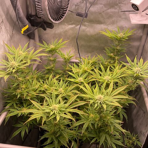 Kush Cake #10 x Grandpas Cookies #6 growlog timeline photo