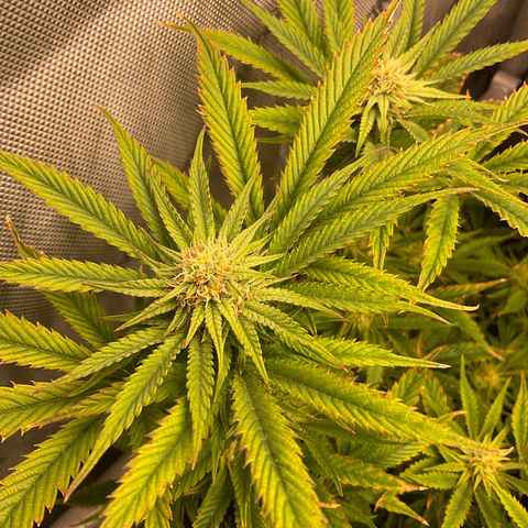 Kush Cake #10 x Grandpas Cookies #6 growlog timeline photo