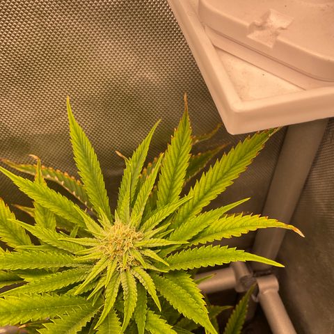 Kush Cake #10 x Grandpas Cookies #6 growlog timeline photo