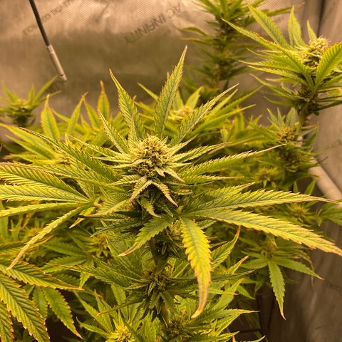 Kush Cake #10 x Grandpas Cookies #6 growlog timeline photo
