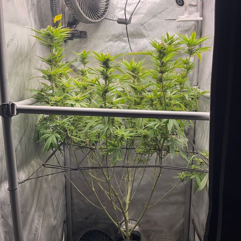 Kush Cake #10 x Grandpas Cookies #6 growlog timeline photo