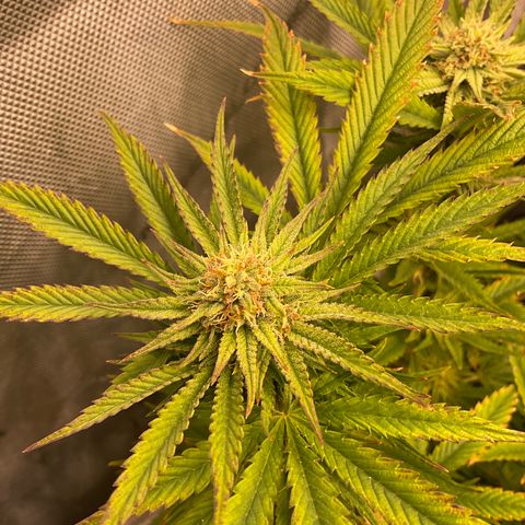 Kush Cake #10 x Grandpas Cookies #6 growlog timeline photo