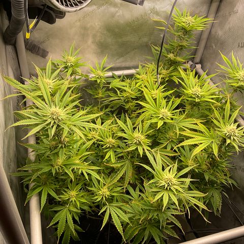 Kush Cake #10 x Grandpas Cookies #6 growlog timeline photo